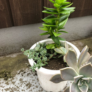 観葉植物❹の画像