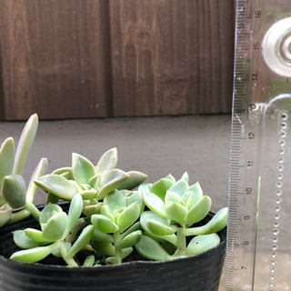観葉植物❸