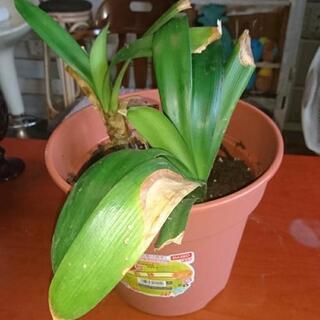 観葉植物差し上げます！(取りに来て頂ける方限定)