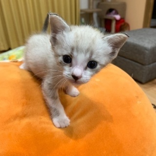 凛々しい顔立ちの男の子