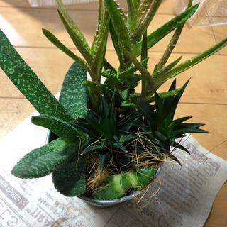 多肉植物 の画像