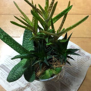 多肉植物 