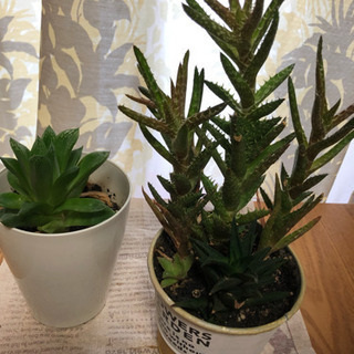 多肉植物の画像