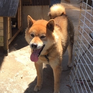 血統書付きの柴犬 ６才です〜