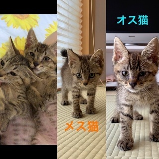二ヶ月の子猫 兄妹