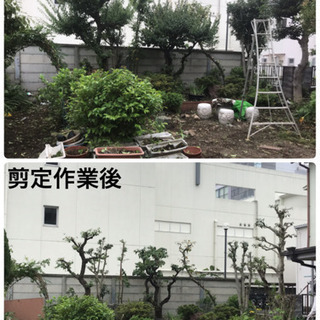 庭木の剪定 伐採☆草取り♪草刈りなら 庭の手入れ店へ【所沢市 狭...
