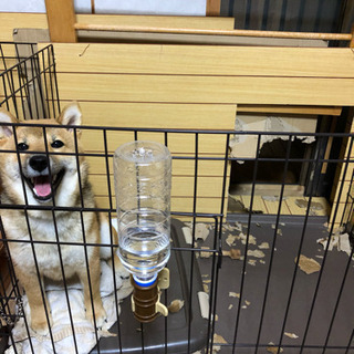 仔犬の柴犬と遊んでくれる人、ワンチャン居ませんか^ ^ - 金沢市