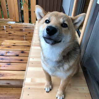 仔犬の柴犬と遊んでくれる人、ワンチャン居ませんか^ ^