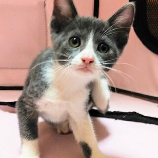 7月14日(日)の譲渡会に出します❤️グレーのはちわれ生後２ヶ月...