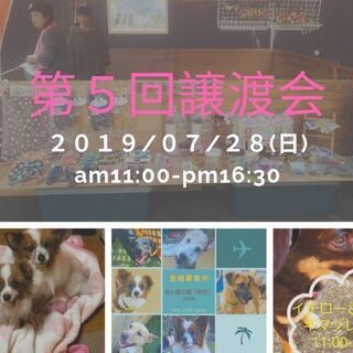 保護犬の譲渡会