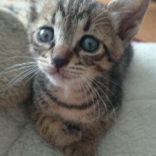 生後１ｶ月の子猫ちゃん
