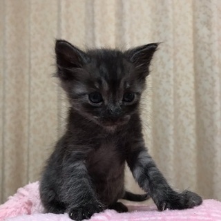 可愛いい子猫ちゃん♪