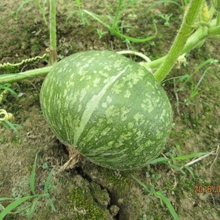 田・畑の草取り、その他農的活動
