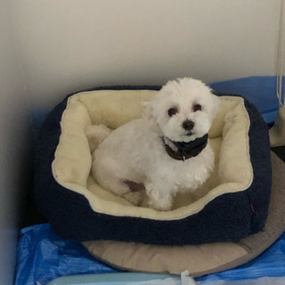 ペットベッドの画像