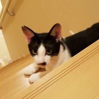 小さめサイズな生後9カ月くらい　ひとなつっこいねこのおとこのこ