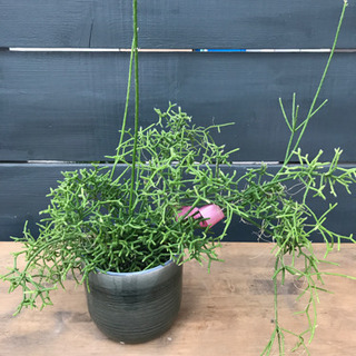観葉植物 リプサリス サボテン