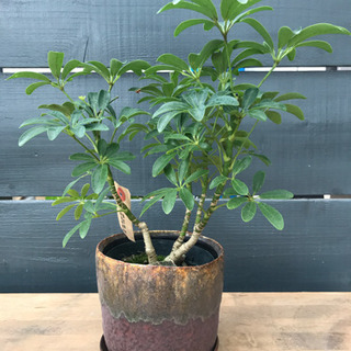 観葉植物 シェフレラ インテリアグリーン