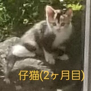 家族にしてください‼