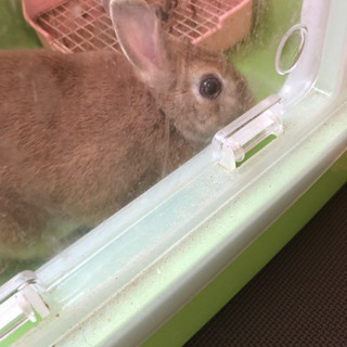 急遽引っ越しとなり里親募集しています