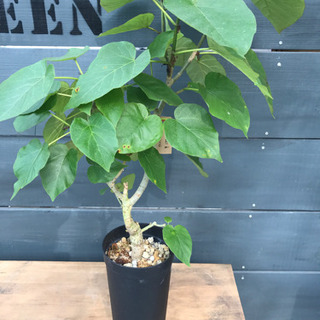 観葉植物 ウンベラータ ロングポット