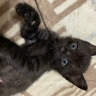 生後3週間くらいの子猫の里親募集