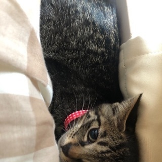可愛いキジトラちゃん(２ヶ月)