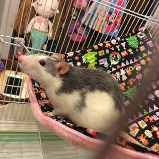 ファンシーラットの男の子