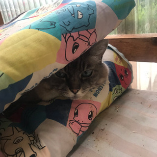 シナリオライター募集中