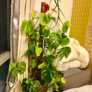 観葉植物 人気のモンステラ 大型