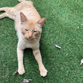 メス猫推定3歳から4歳