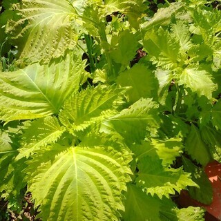 朝採りの胡瓜（７/10の朝収穫）の画像