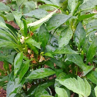 朝採りの胡瓜（７/10の朝収穫）の画像