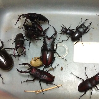 朝採りの胡瓜（７/10の朝収穫）の画像