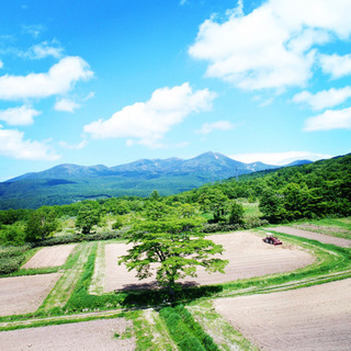 野菜の収穫作業