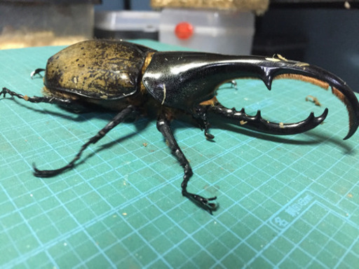 ヘラクレスオオカブト ペア