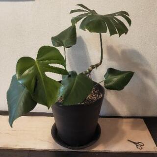 観葉植物　モンステラ&コルディリネ