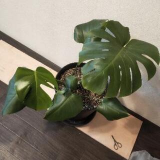 観葉植物　モンステラ&コルディリネの画像