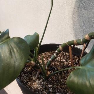 観葉植物　モンステラ&コルディリネの画像