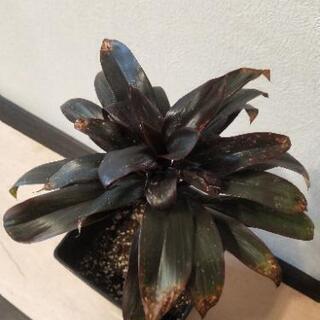 観葉植物　モンステラ&コルディリネの画像