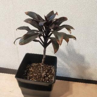 観葉植物　モンステラ&コルディリネの画像