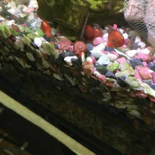 浮き草 & 水草の画像