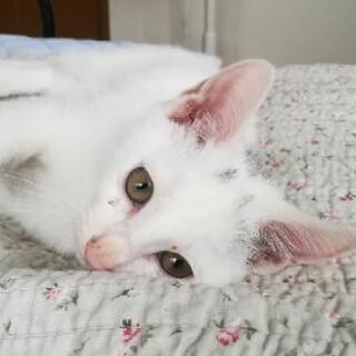 人なれ😃✌️白子猫里親様決定