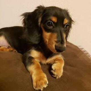 犬の服を作りたい