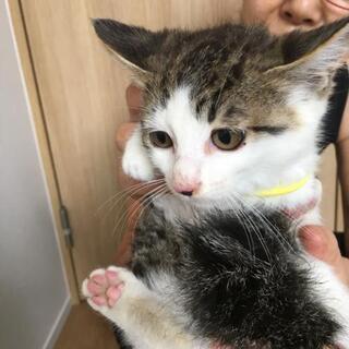 キジしろくんの里親さん募集