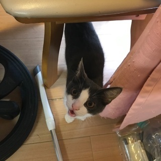 生後一年程のメス猫