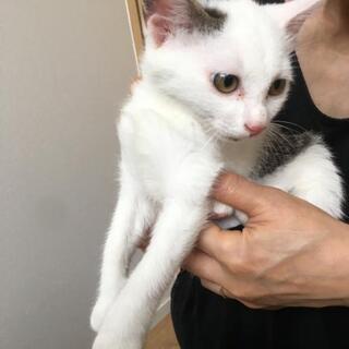 白 キジくんの里親さん募集