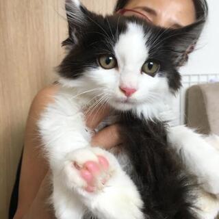 フワフワ白黒ちゃん里親さん募集