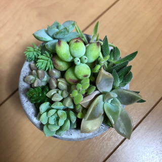 多肉植物 寄せ植え(^^)💞の画像