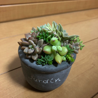 多肉植物 寄せ植え‼️このままお渡しします