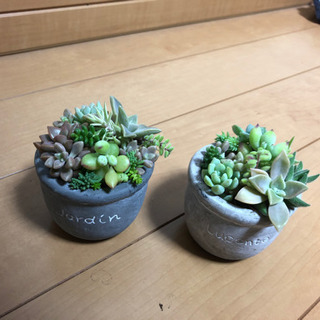 多肉植物 寄せ植え(^^)💞の画像